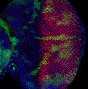 IF of Drosophila eye-antennal disc stained with DSHB antibody 1G9 against hindsight (red) and DAPI (blue). Image credit: Xianjue Ma, PMID: 40551010, Fig.EV2Q